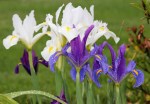 irises_may